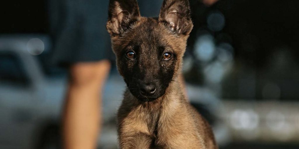 Belgian Malinois looking toward the camera