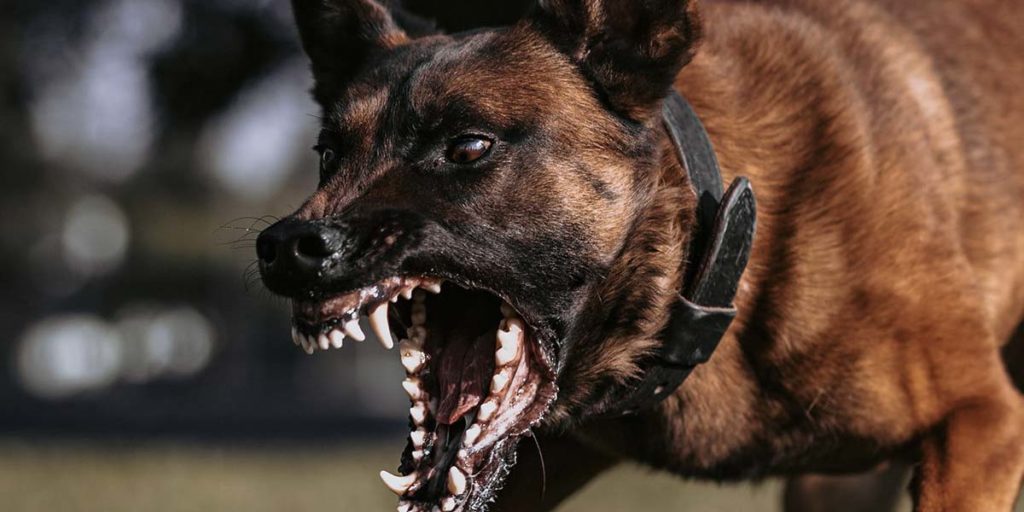 Belgian Malinois during protection training