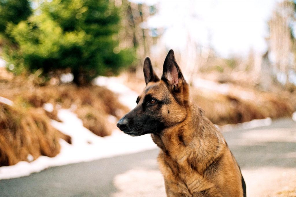 Detection dog services by Spectrum Canine