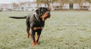 canine dog training