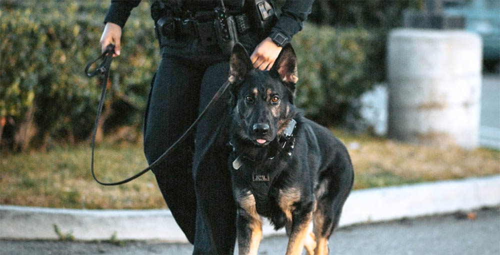 Handler walking a working dog
