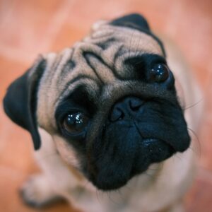 canine obedience class