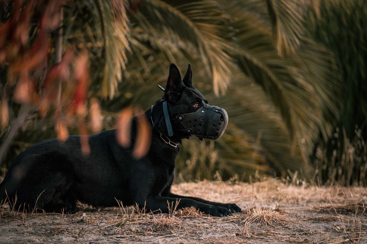 Spectrum Canine working dog training