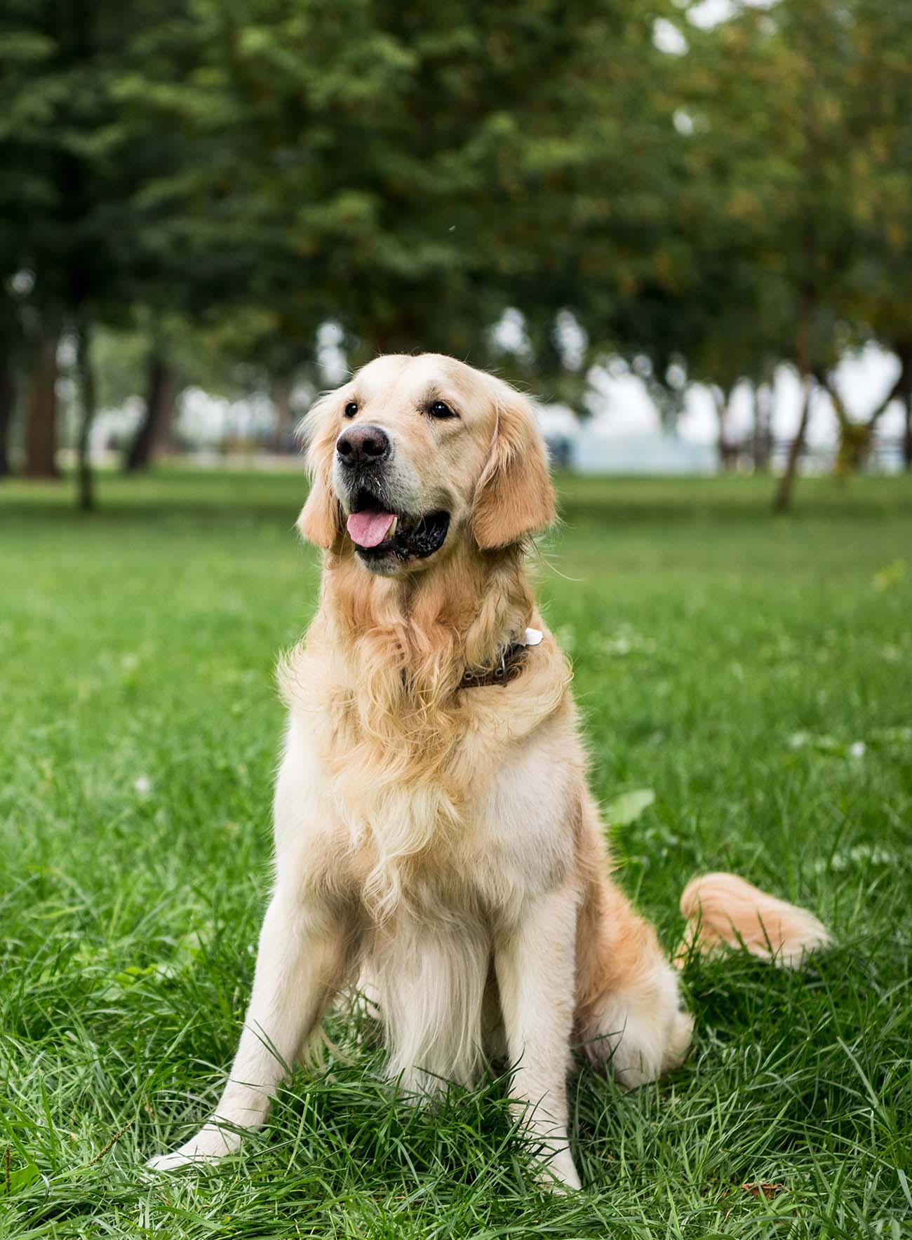 Golden retriever sitting attentively outdoors