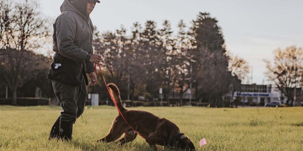 Trainer working with a dog in a field
