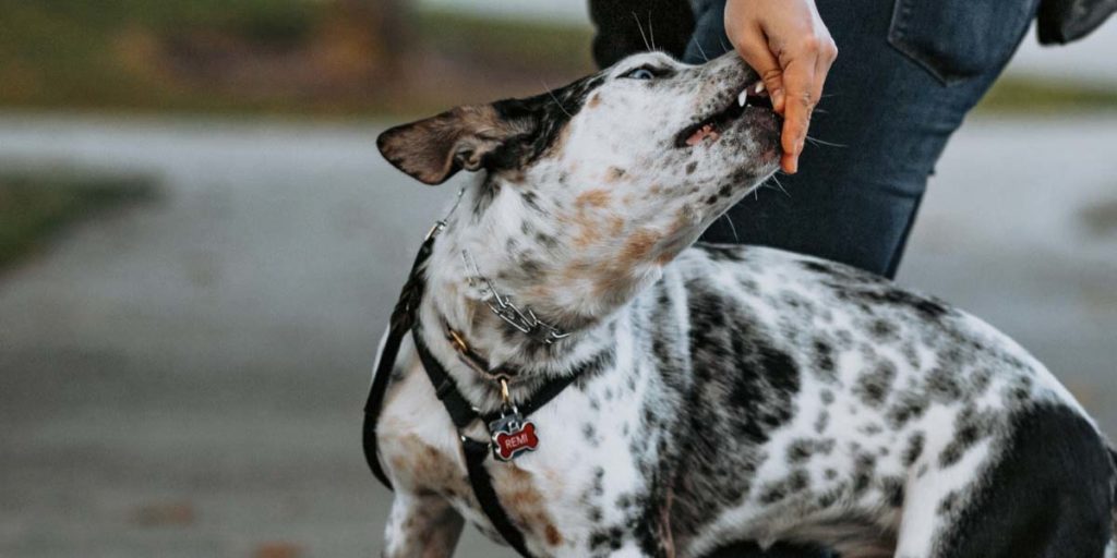 Dog looking up at a handler