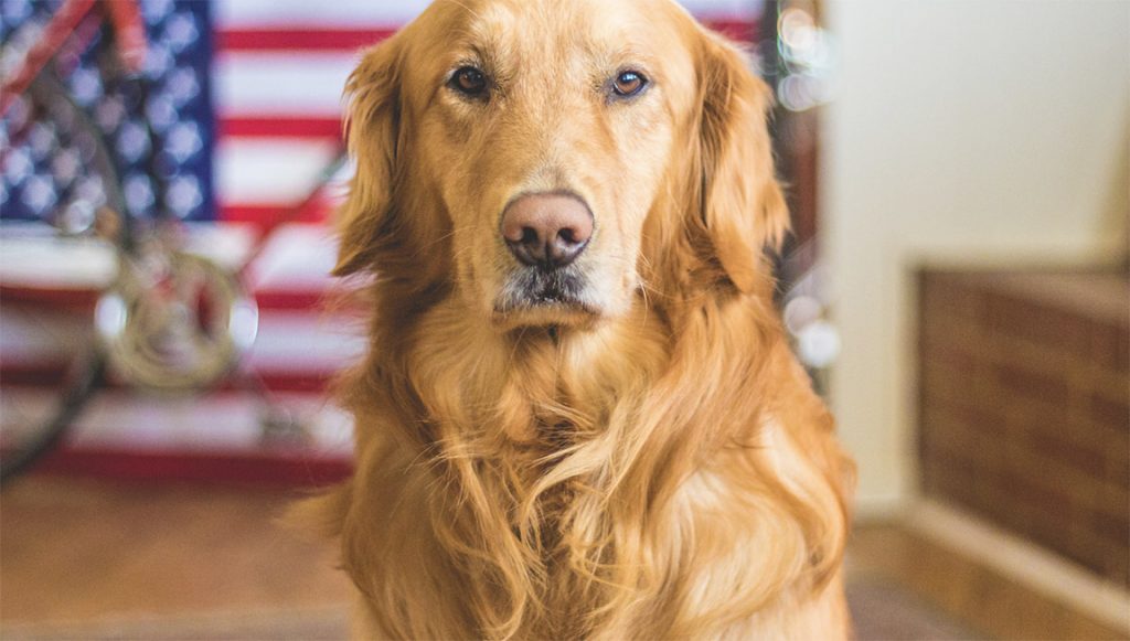 Bay area service dog training