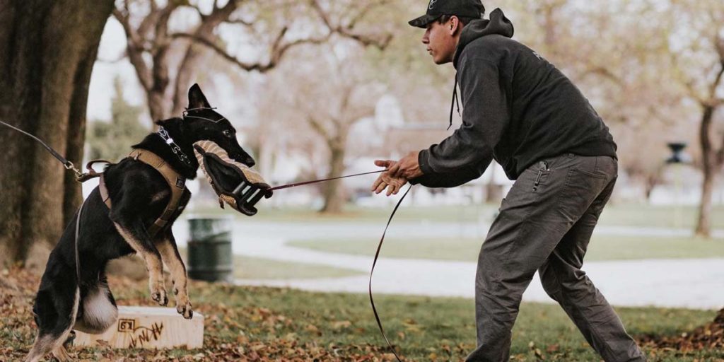 Handler working with a dog outdoors