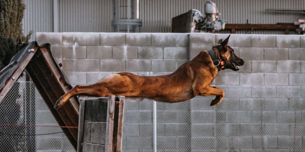 Dog jumping across a training ramp