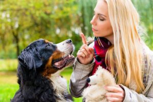 Dog Obedience Training Commands
