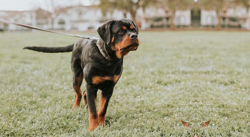 Rottweiler standing on grass