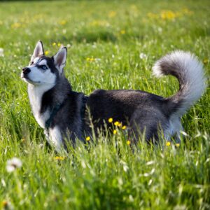 dog obedience training