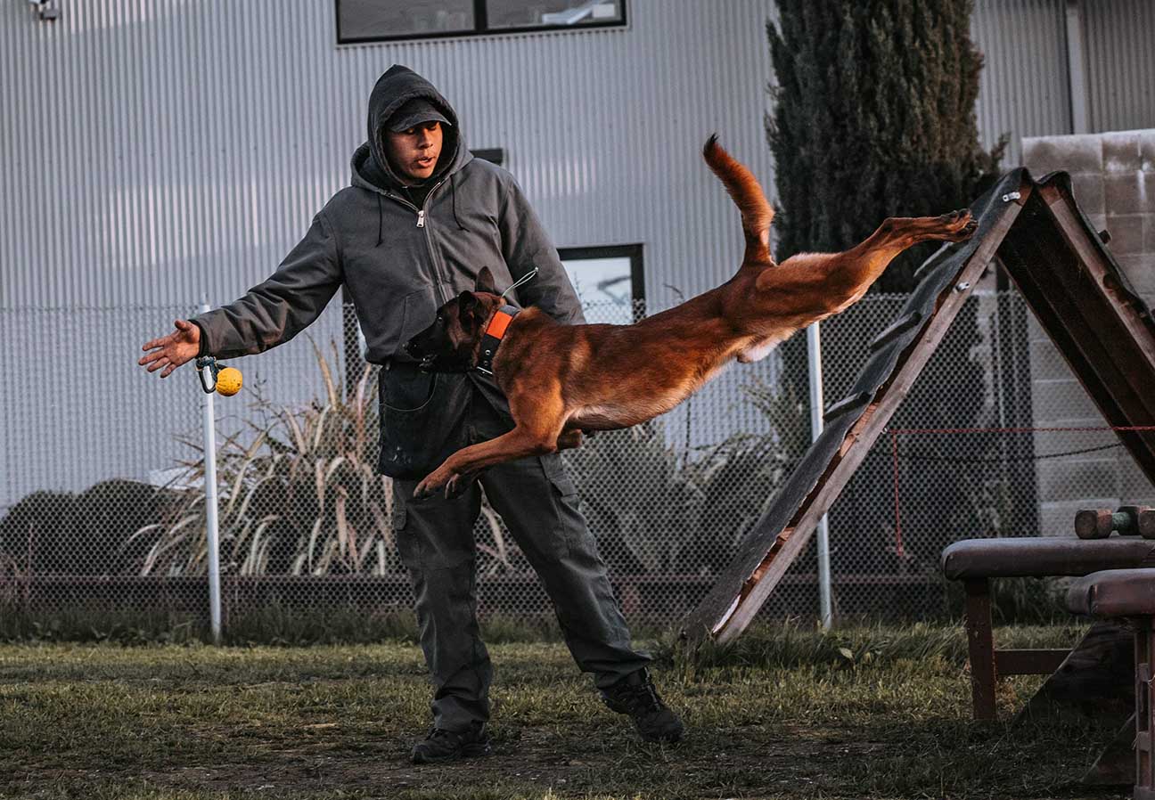 Spectrum Canine trainer working with a dog on an agility ramp